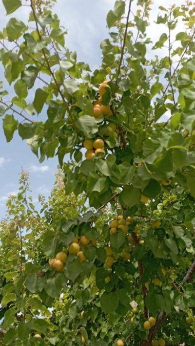 Aνεξάρτητη Παραδοσιακή Πέτρινη Κατοικία Corinth Buitenkant foto