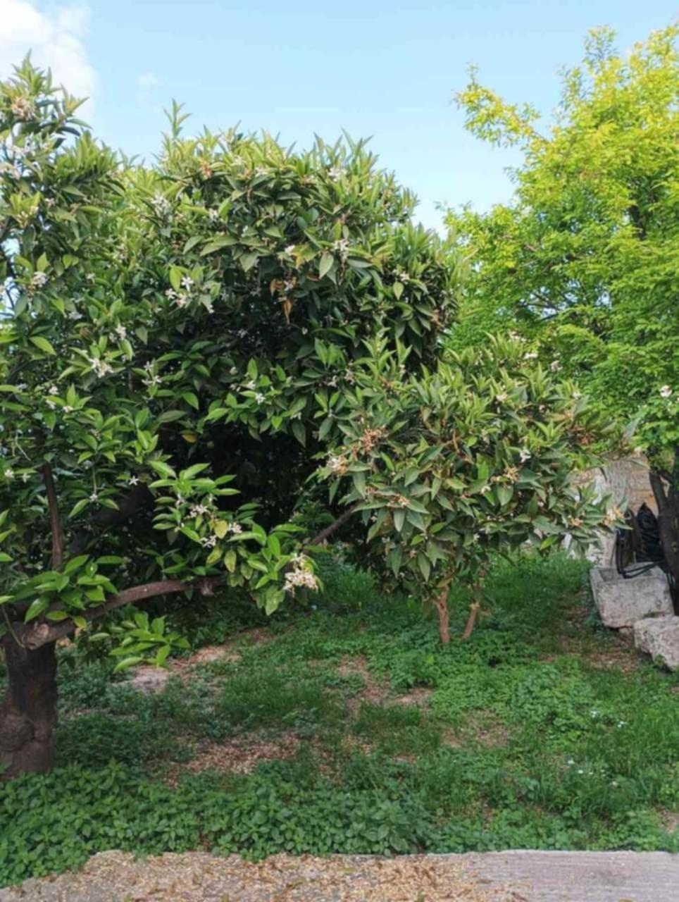 Aνεξάρτητη Παραδοσιακή Πέτρινη Κατοικία Corinth Buitenkant foto